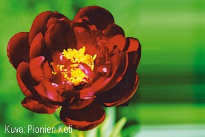 Paeonia Lactiflora 'Buckeye Belle'